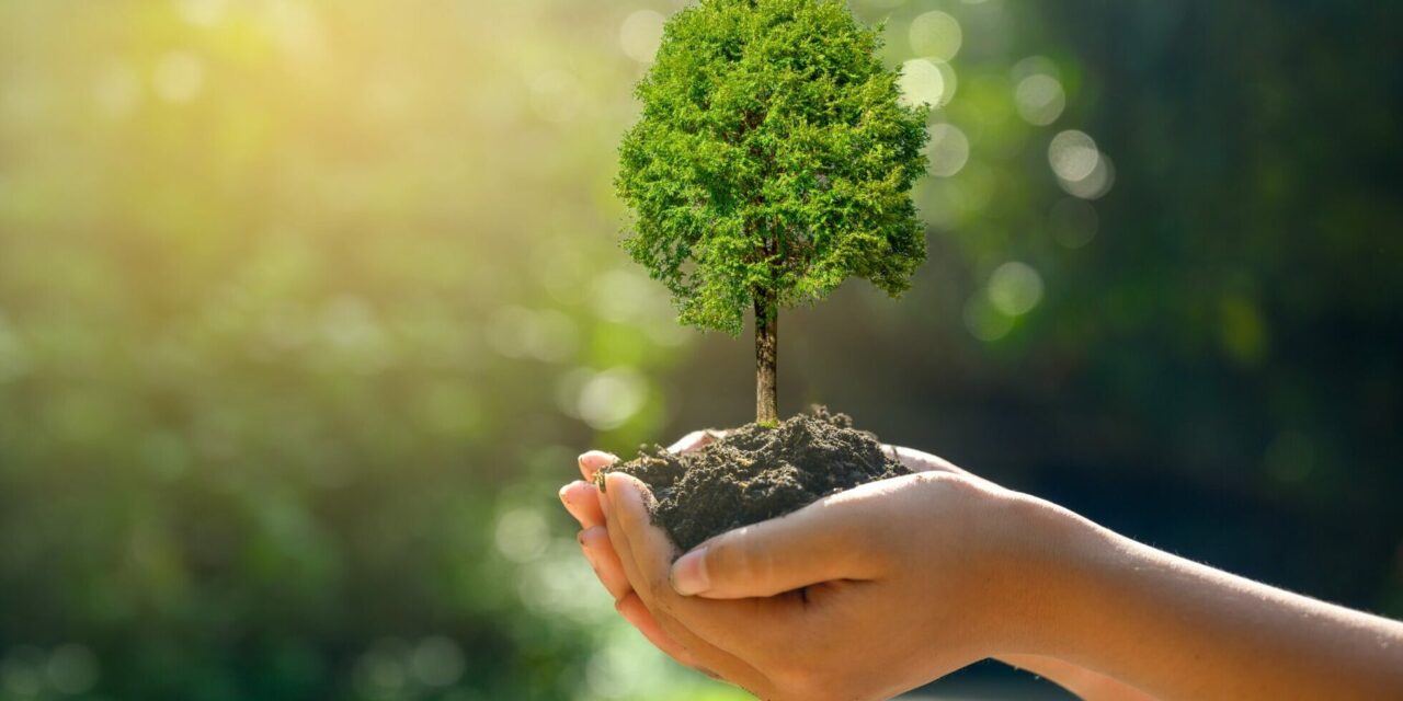 https://doradcy365.pl/wp-content/uploads/2020/10/hands-trees-growing-seedlings-bokeh-green-background-female-hand-holding-tree-nature-field-grass-forest-conservation-concept-min-scaled-e1603047606763-1280x640.jpg