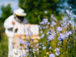 https://doradcy365.pl/wp-content/uploads/2022/04/chicory-flowers-foreground-beekeeper-wearing-protective-white-suit-gloves-works-with-hive-apiary-sunny-summer-day-blurry-background-min-scaled-300x225.jpg