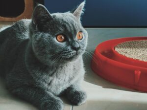 https://doradcy365.pl/wp-content/uploads/2023/01/closeup-shot-of-a-british-shorthair-cat-lying-on-a-white-floor-in-the-room-min-300x225.jpg