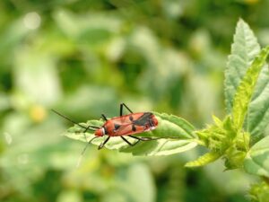 https://doradcy365.pl/wp-content/uploads/2023/01/closeup-shot-of-a-red-and-black-insect-sitting-on-a-leaf-on-a-blurred-setting-min-300x225.jpg