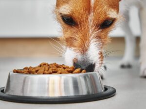 https://doradcy365.pl/wp-content/uploads/2023/01/hungry-dog-eating-dry-feed-from-food-bowl-pet-feeding-min-300x225.jpg