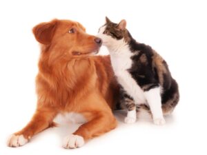 https://doradcy365.pl/wp-content/uploads/2023/01/isolated-shot-of-a-retriever-dog-snuggling-with-a-calico-cat-in-front-of-a-white-background-min-300x225.jpg