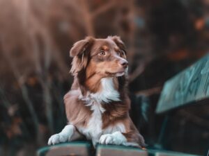 https://doradcy365.pl/wp-content/uploads/2023/01/portrait-of-a-beautiful-brown-and-white-domestic-australian-shepherd-dog-posing-in-nature-at-sunset-min-300x225.jpg