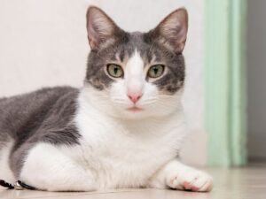 https://doradcy365.pl/wp-content/uploads/2023/01/portrait-of-adorable-domestic-cat-min-300x225.jpg