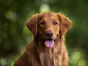 https://doradcy365.pl/wp-content/uploads/2023/01/selective-focus-shot-of-an-adorable-golden-retriever-outdoors-min-300x225.jpg