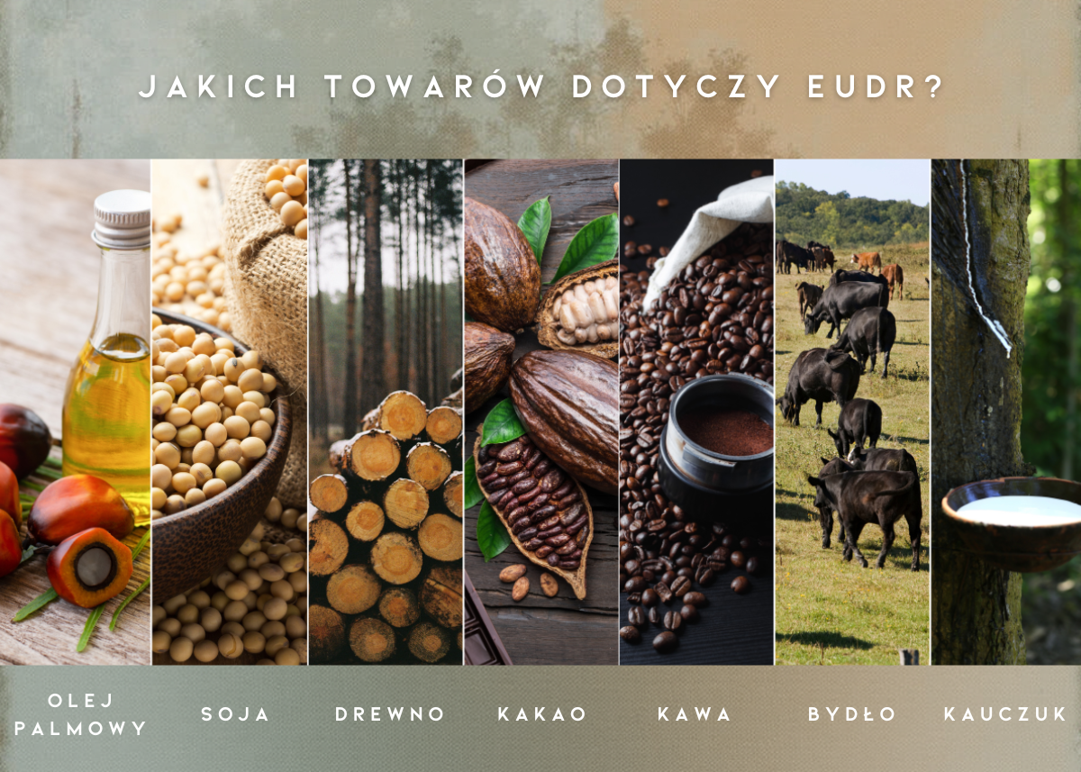 EUDR – nowe regulacje UE przeciw wylesianiu: praktyczny przewodnik dla firm 